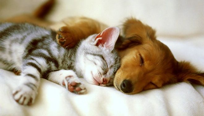 【Pets allowed】Bring all your loved ones on your stay with Hmlet Japan, even the furry ones!